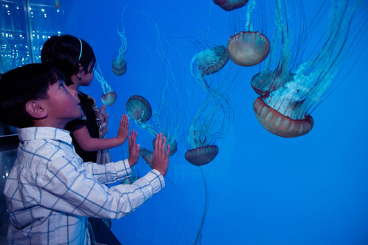 Perché allevare meduse in acquario domestico?