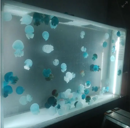 Acquario per meduse ovale personalizzabile