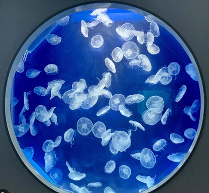 Acquario per meduse O287